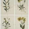 Prints depicting drawings and sketches of plants, flowers, and insects.