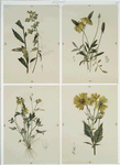 Prints depicting drawings and sketches of plants, flowers, and insects.