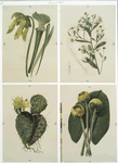 Prints depicting drawings and sketches of plants and flowers.