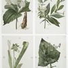 Prints depicting drawings and sketches of plants and flowers.