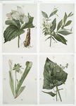 Prints depicting drawings and sketches of plants and flowers.