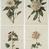 Prints depicting drawings and prints of plants and flowers.