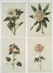 Prints depicting drawings and prints of plants and flowers.