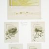 Christmas cards depicting the sun, landscapes, and plant forms.