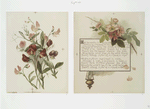Flower fancies: calendar with text; depicting flowers and an incense burner.