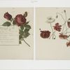 Flower fancies: calendar with text; depicting roses and poppies.