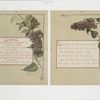 Flower fancies: calendar with text; depicting lilacs.