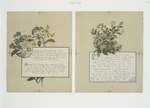 Flower fancies: calendar with text; depicting flowers including forget-me-nots.