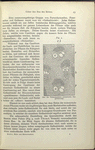 Fig. 4. Bau des Palmenstammes (mittelstarke Vergrösserung).