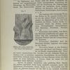 Fig. 8. Schnitte durch einem Baumstamm, a Hirnschnitt oder Querschnitt.