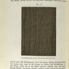 Fig. 16 Nussholzimitation mit der Dillbohner'schen Porenwalze.