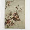 Japan Quince.
