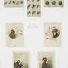 Christmas cards depicting roosters, turkeys, and flowers.