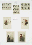 Christmas cards depicting roosters, turkeys, and flowers.