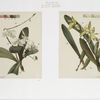 Orchids.