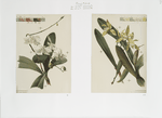 Orchids.