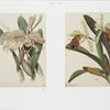 Orchids.