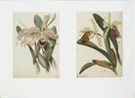 Orchids.