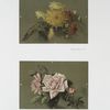 Chrysanthemum #7; and Duchesse Rose #2.