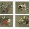 Hydrangea; Orchids #3; Red Geranium; Orchids #4.