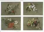 Hydrangea; Orchids #3; Red Geranium; Orchids #4.