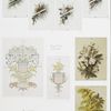 Our National Flowers. [Depictions of flowers with coat of arms.]