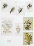 Our National Flowers. [Depictions of flowers with coat of arms.]