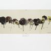 Bluebeard's Wives : Study of Pansies.