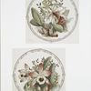 China Painting [depicting flowers.]