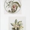 China Plates [depicting flowers.]