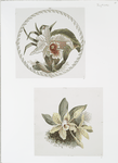 China Plates [depicting flowers.]