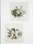 Prints depicting plants and flowers.