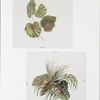 China Painting #1 [prints depicting leaf and plant forms.]