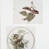 China Painting #1 [prints depicting plant and flower forms].