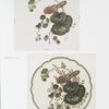 China Painting #1 [prints depicting plant and flower forms.]