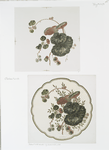 China Painting #1 [prints depicting plant and flower forms.]