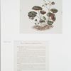China Painting #1: Begonia, or Beefsteak Plant [text and illustration.]