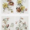 Chrysanthemums #8; Chrysanthemums #9; Sweet Peas #2; Sweet Peas #3.