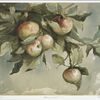 Study of Apples.