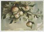 Study of Apples.