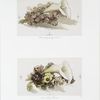 Easter cards depicting Calla Lily and England Violets; Calla Lily and Pansies.