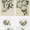 Cherokee Roses, White Roses. [Easter and Christmas cards depicting flowers.]