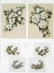 Cherokee Roses, White Roses. [Easter and Christmas cards depicting flowers.]