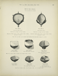 Mott's Iron Urinals.
