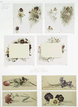 Christmas and Easter cards depicting women, snapdragons, pansies, roses, carnations and violets.