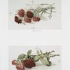 Two Christmas cards entitled 'carnations #2' and 'jacqueminot roses #3.'