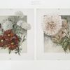 [The golden flower: prints depicting red, white and pink flowers.]
