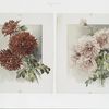 [The golden flower: prints depicting pink and red flowers.]