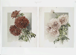 [The golden flower: prints depicting pink and red flowers.]