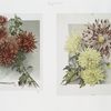 [The golden flower: prints depicting flowers.]